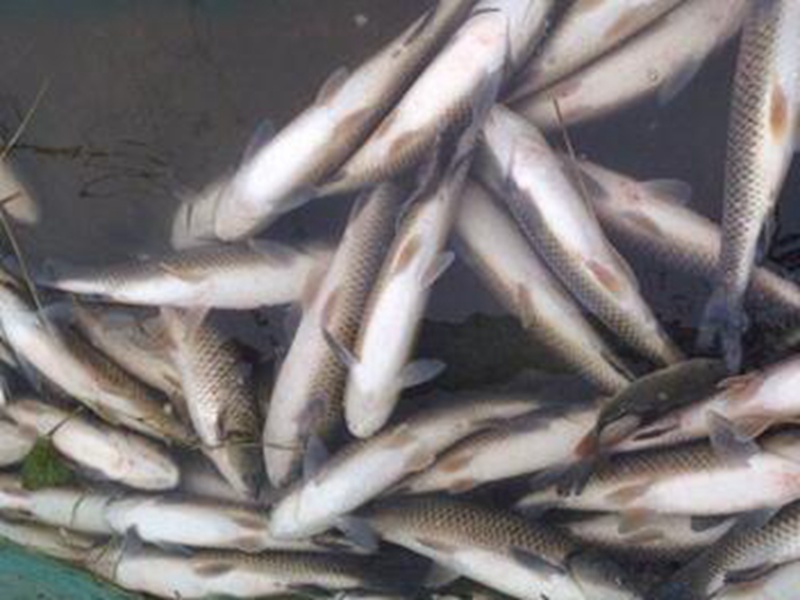 山东的水源污染引起殖鱼民损失了八千多斤的鱼儿死亡